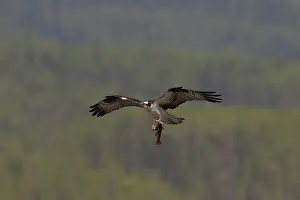 Ospreys: Osprey fish Osprey adult in flight with fish prey Sweden