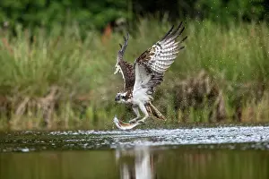 Hunt: Osprey - With Fish - UK