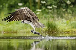Vertebratre: Osprey - fishing on lake - Scotland, United Kingdom