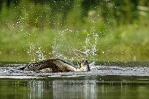 Sctoland: Osprey - fishing on lake - Sctoland, United Kingdom