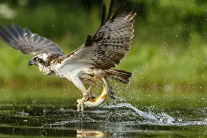 Sctoland: Osprey - fishing on lake - Sctoland, United Kingdom