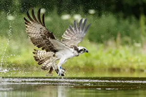 Sctoland: Osprey - fishing on lake - Sctoland, United Kingdom