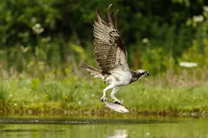 Sctoland: Osprey - fishing on lake - Sctoland, United Kingdom
