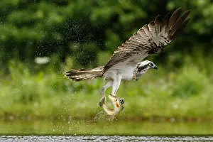 Sctoland: Osprey - fishing on lake - Sctoland, United Kingdom