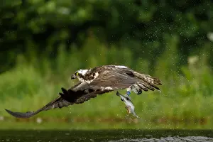 Sctoland: Osprey - fishing on lake - Sctoland, United Kingdom