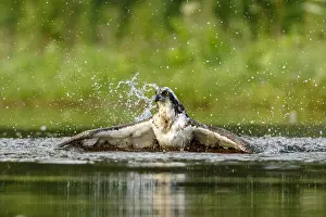 Sctoland: Osprey - fishing on lake - Sctoland, United Kingdom