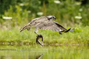 Sctoland: Osprey - fishing on lake - Sctoland, United Kingdom