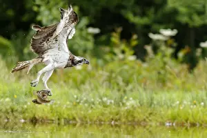 Sctoland: Osprey - fishing on lake - Sctoland, United Kingdom
