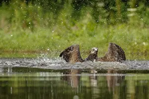 Sctoland: Osprey - fishing on lake - Sctoland, United Kingdom