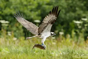 Sctoland: Osprey - fishing on lake - Sctoland, United Kingdom