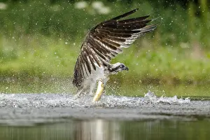 Sctoland: Osprey - fishing on lake - Sctoland, United Kingdom