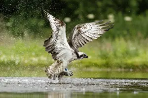 Sctoland: Osprey - fishing on lake - Sctoland, United Kingdom