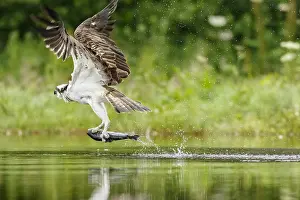 Sctoland: Osprey - fishing on lake - Sctoland, United Kingdom