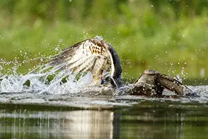 Sctoland: Osprey - fishing on lake - Sctoland, United Kingdom