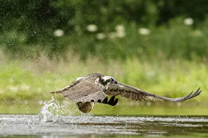 Sctoland: Osprey - fishing on lake - Sctoland, United Kingdom