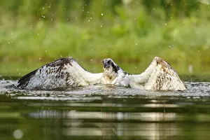 Sctoland: Osprey - fishing on lake - Sctoland, United Kingdom