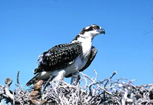 Osprey: OSPREY - fledgling