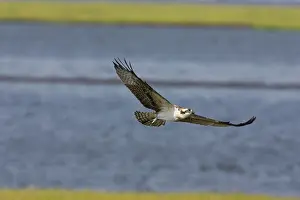 Pandionidae: Osprey in flight