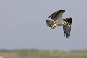 Pandionidae: Osprey in flight