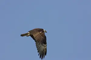 Pandionidae: Osprey in flight