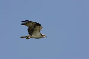 Pandionidae: Osprey in flight