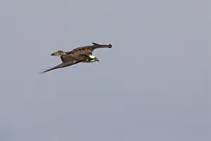 Pandionidae: Osprey in flight