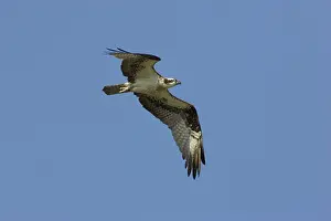 Pandionidae: Osprey in flight