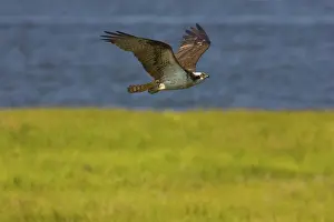Pandionidae: Osprey in flight
