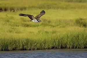 Pandionidae: Osprey in flight