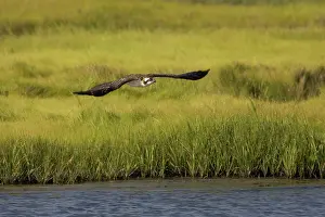 Pandionidae: Osprey in flight