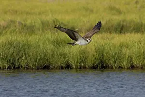 Pandionidae: Osprey in flight