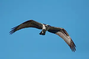 Haliaetus: Osprey in Flight