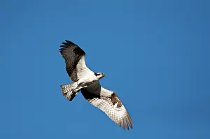 Haliaetus: Osprey in Flight