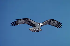 Pandion: Osprey in flight