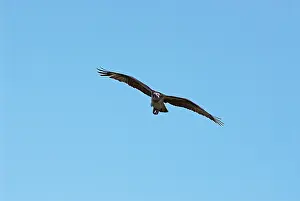 Haliaetus: Osprey in Flight