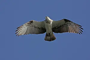 Osprey: Osprey - in flight