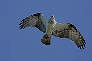 Osprey: Osprey - in flight