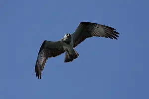 Osprey: Osprey - in flight