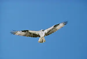 Osprey: OSPREY - In flight