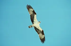 Osprey: OSPREY IN FLIGHT