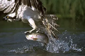 Chris Knights: OSPREY - in flight, catching fish