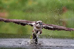 Clasping: Osprey - in flight catching a trout - seen here