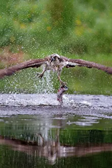 Clasping: Osprey - in flight catching a trout - seen here