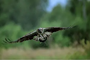 Chris Knights: OSPREY - In flight, with caught fish