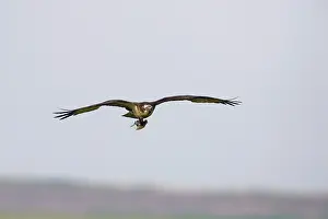 Pandionidae: Osprey in flight with fish prey