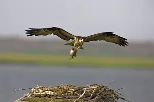 Pandionidae: Osprey in flight with fish prey