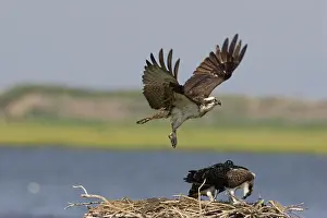 Pandionidae: Osprey in flight with fish prey