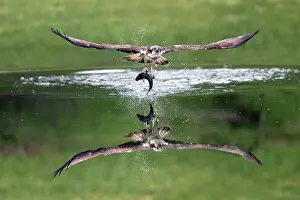 Ospreys: Osprey - in flight with fish prey - summer