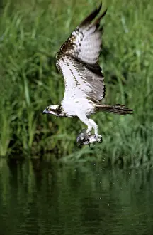 Taking: OSPREY - in flight, holding fish