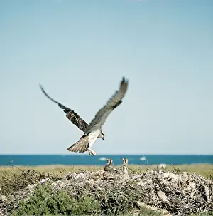 Osprey: OSPREY - in flight, landing at nest with young